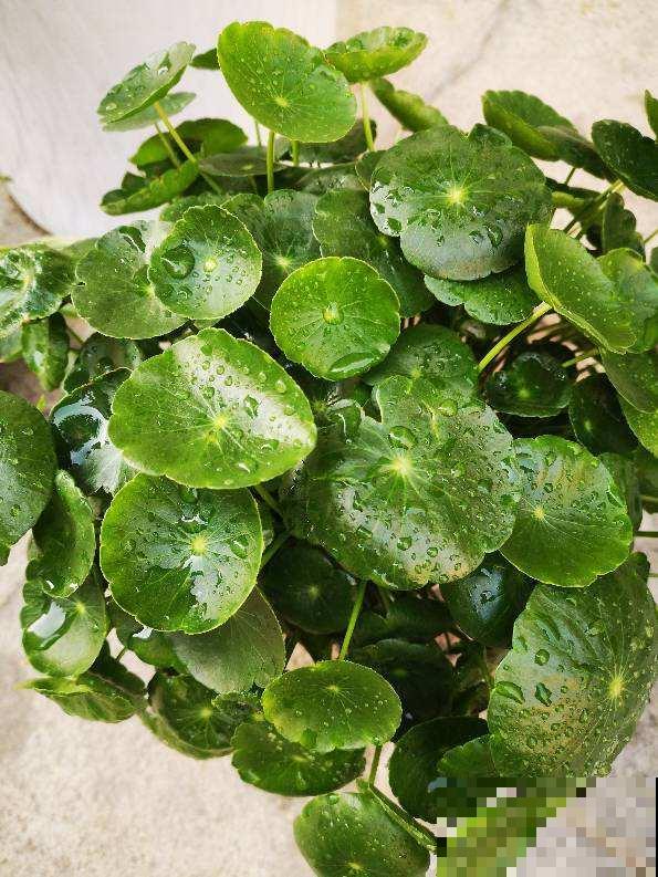 夏天扦插4种花,生根特容易,新手也能插活 夏天扦插4种花,生根特容易,新手也能插活