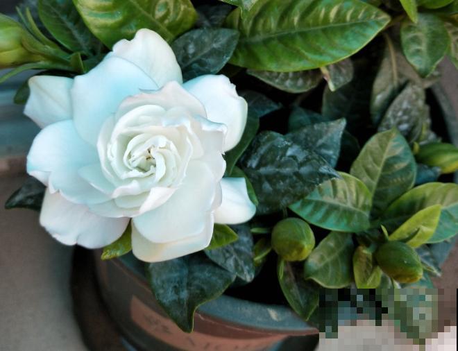 栀子花叶子发黄、养不活，注意4个小要点，买多少活多少！