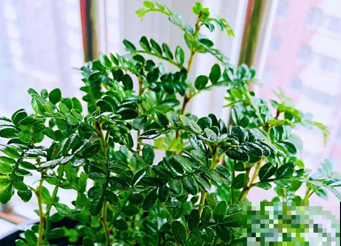 3种香水植物，夏天摆窗台，驱蚊效果好！