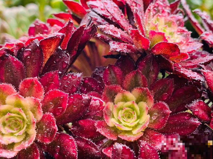 养花晒太阳很重要,关于晒太阳的误区,你中了哪几个? 养花晒太阳很重要,关于晒太阳的误区,你中了哪几个?