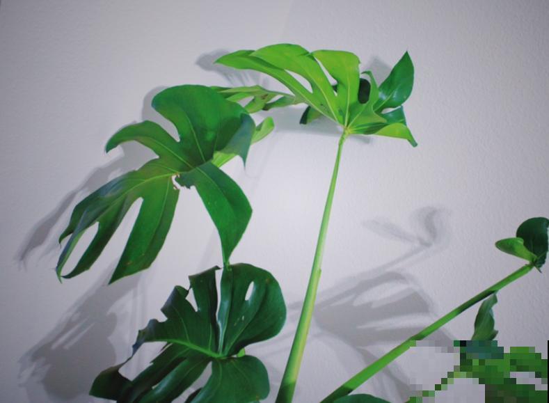 卫生间种花，后果很严重，上厕所都没地方！