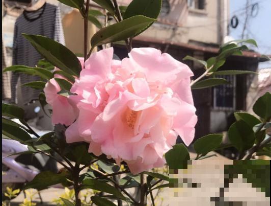 花市常见的7种花，买回家总是养不活，就是因为不会浇水！