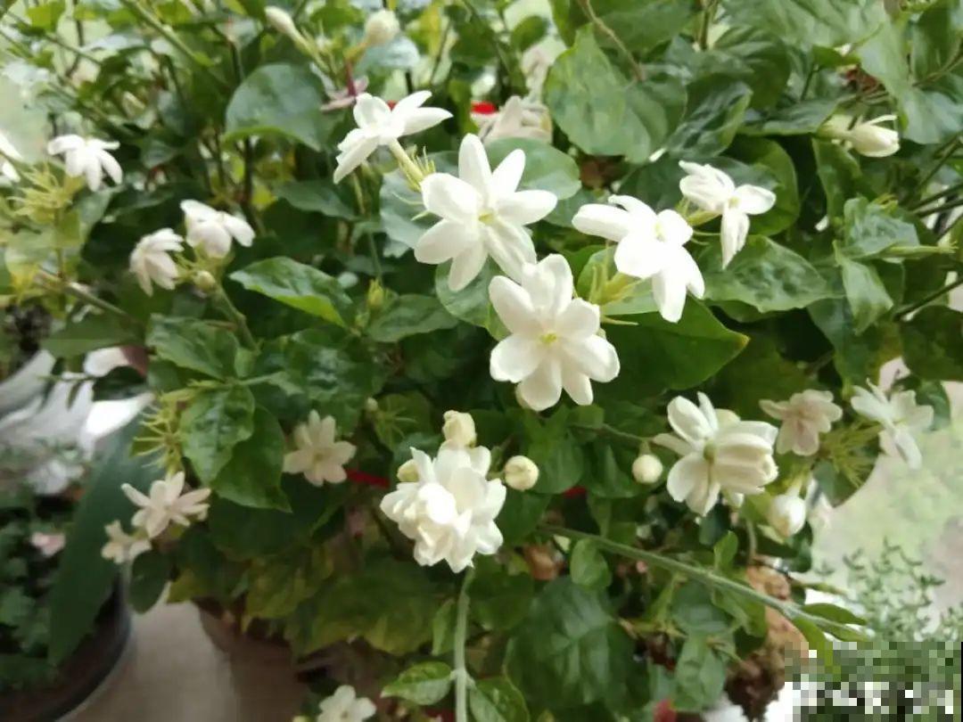 12种花,天越热越长得快,记得多浇水! 12种花,天越热越长得快,记得多浇水!