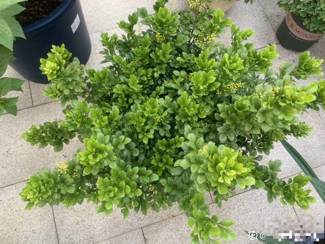 12种花,天越热越长得快,记得多浇水! 12种花,天越热越长得快,记得多浇水!