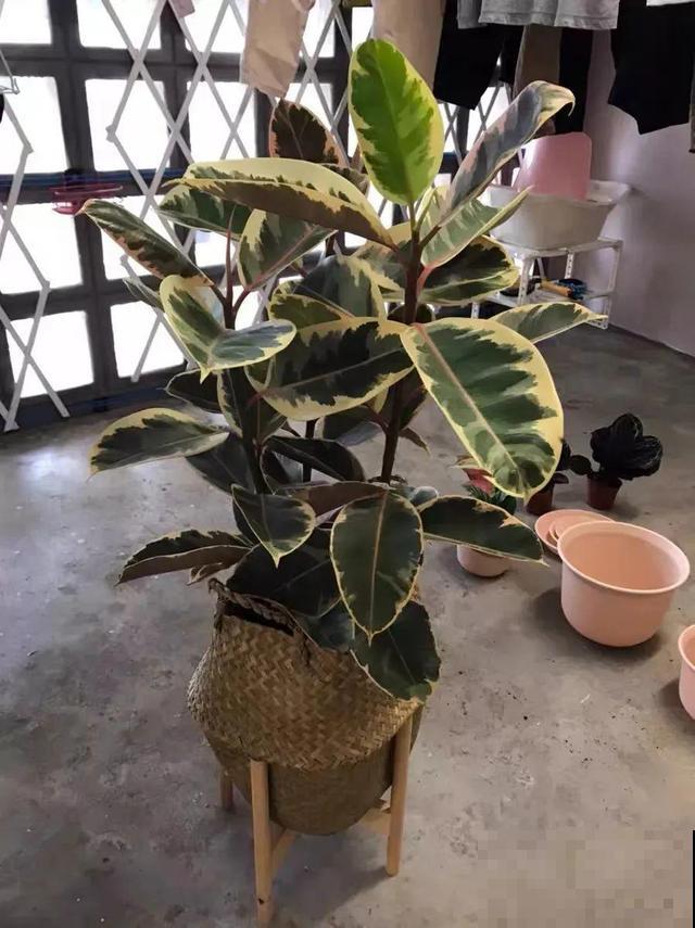 橡皮树叶子像艺术品，放阴凉地儿长得更旺，摆客厅能镇宅！