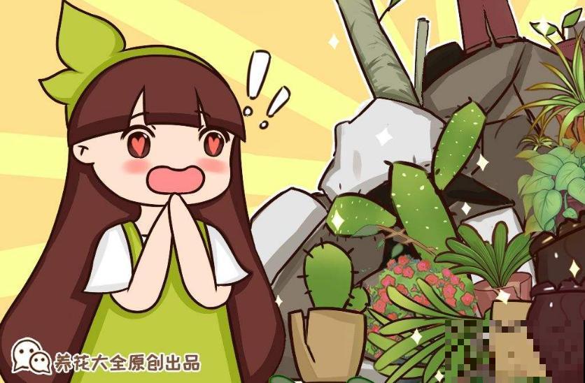 好养不多事 只要你足够“懒”，这三种花绝对能长的枝繁叶茂！