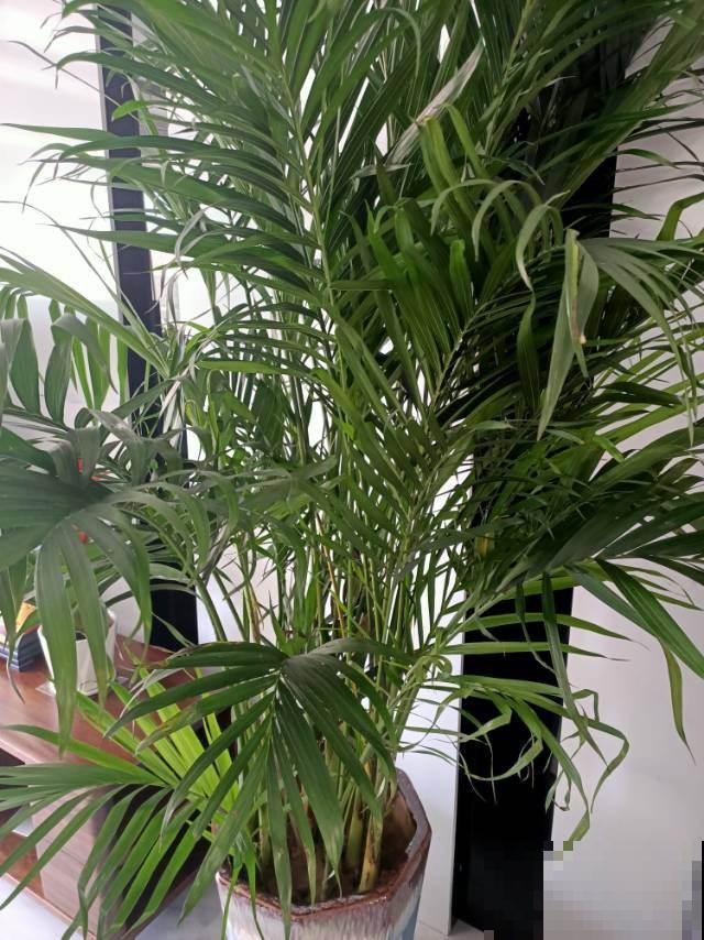 3种旺家花卉,养人养身心,家里有老人更要养 3种旺家花卉,养人养身心,家里有老人更要养