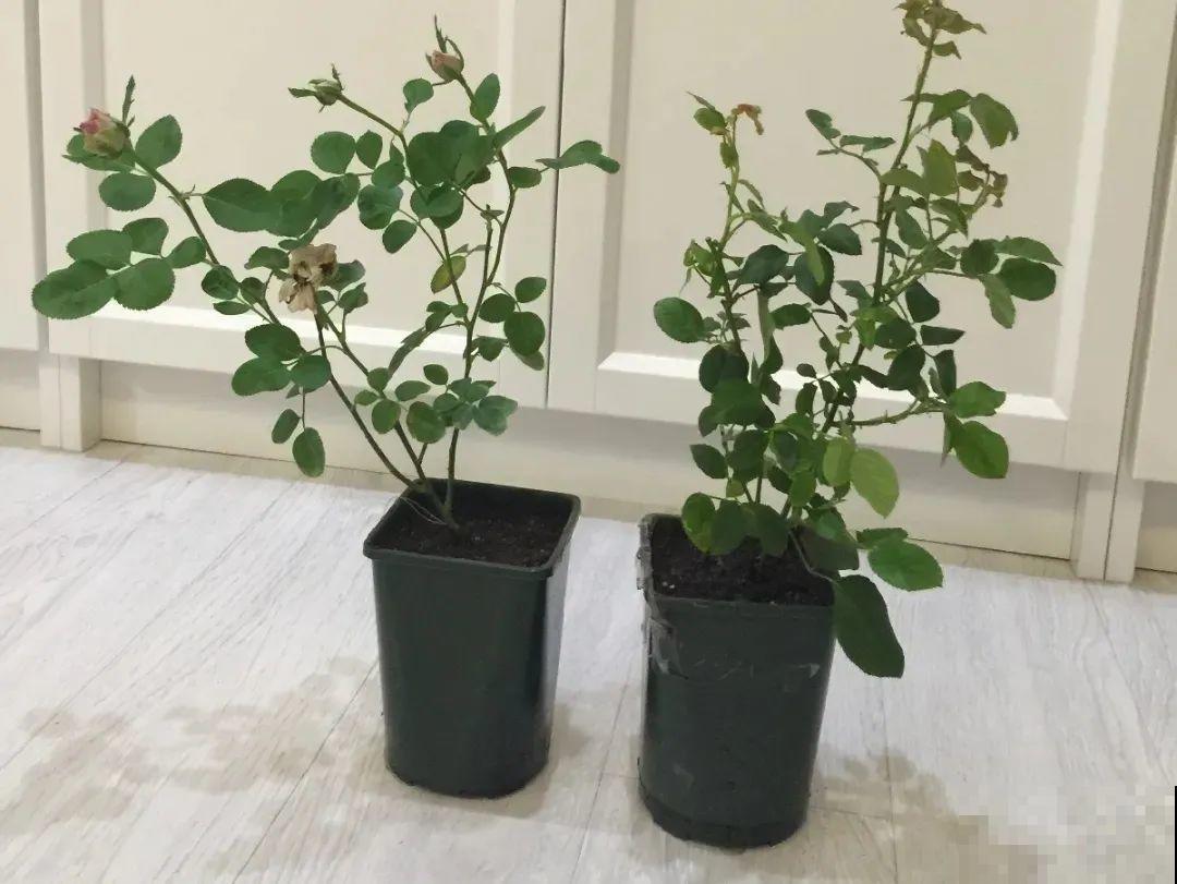 夏天啥花都可以不养，唯独这一种，不养亏大了！