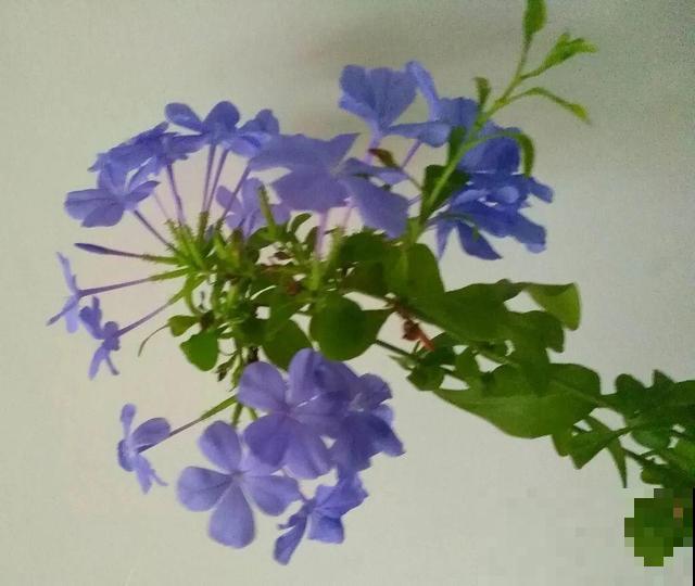 长势超快的9种花,5天爆盆,7天开花,超有成就感! 长势超快的9种花,5天爆盆,7天开花,超有成就感!