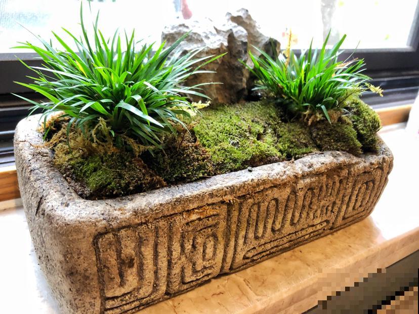 小时候常见的水竹,种在花盆里,气质提升一大截 小时候常见的水竹,种在花盆里,气质提升一大截