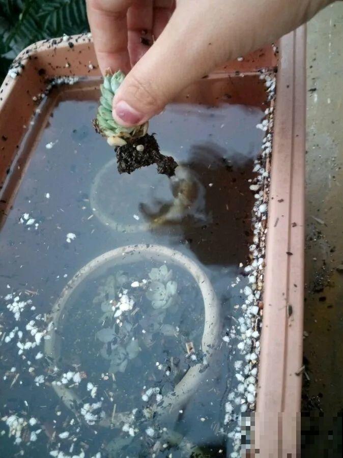 早上起来院子被淹，100盆花，还有救吗？