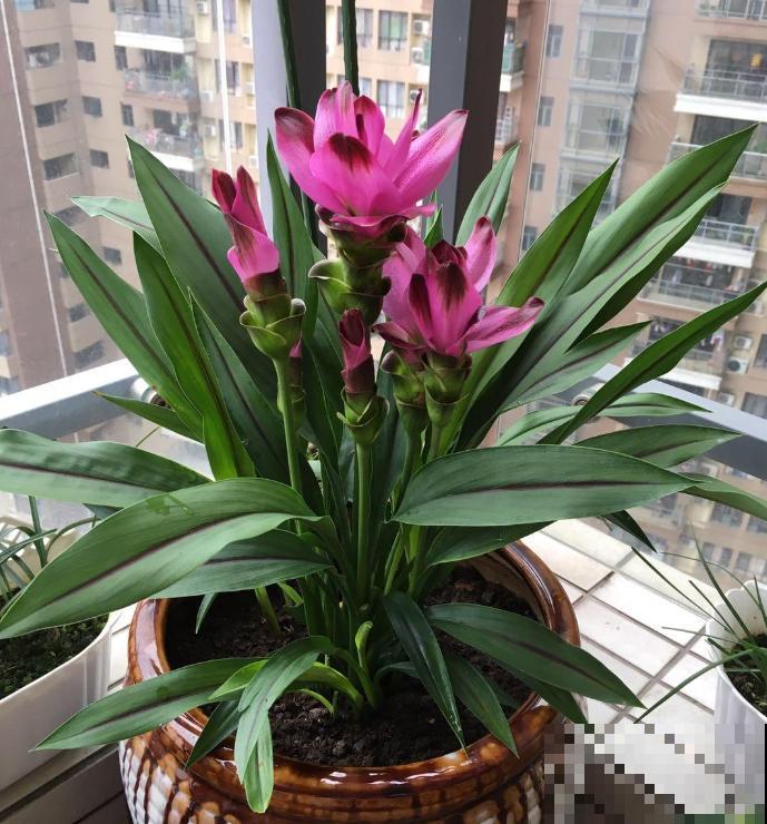 这3种花，一听名字就不想养，结果开花惊艳众人！