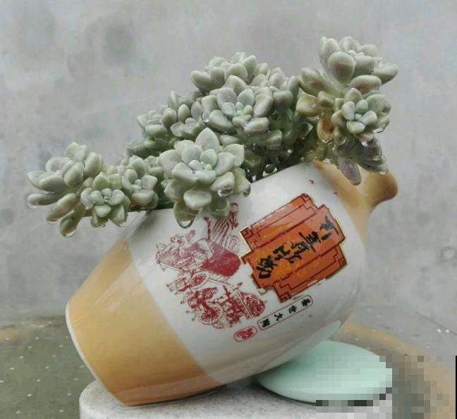 花盆买不起，自己动手做，好看又实用！