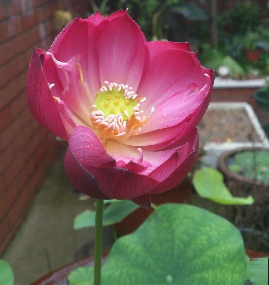 10种花爱淋雨，下雨扔外面，比白菜长的还快！