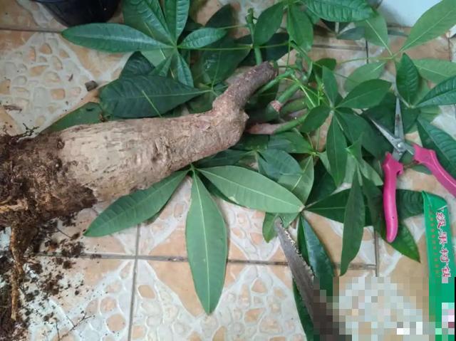 花出现黄叶打蔫，千万别扔，还能救回来！