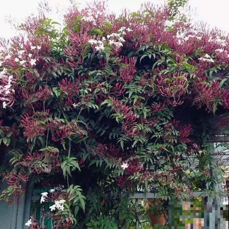 路边养6种花，香味能传3里地，香掉你的鼻子！