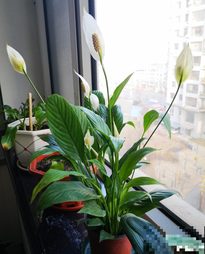 6种耐阴花,夏天最怕晒,躲屋里长得好! 6种耐阴花,夏天最怕晒,躲屋里长得好!