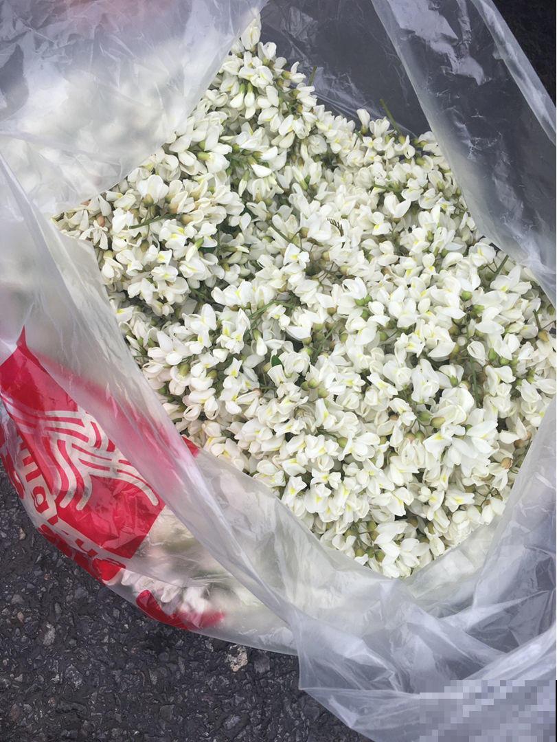 摘点槐花吃算什么，真厉害的都开始扦插槐树了，超简单！