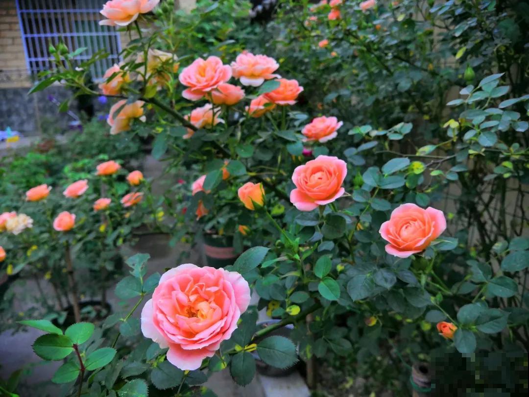 花得了这种病,全株都枯萎,赶紧预防! 花得了这种病,全株都枯萎,赶紧预防!