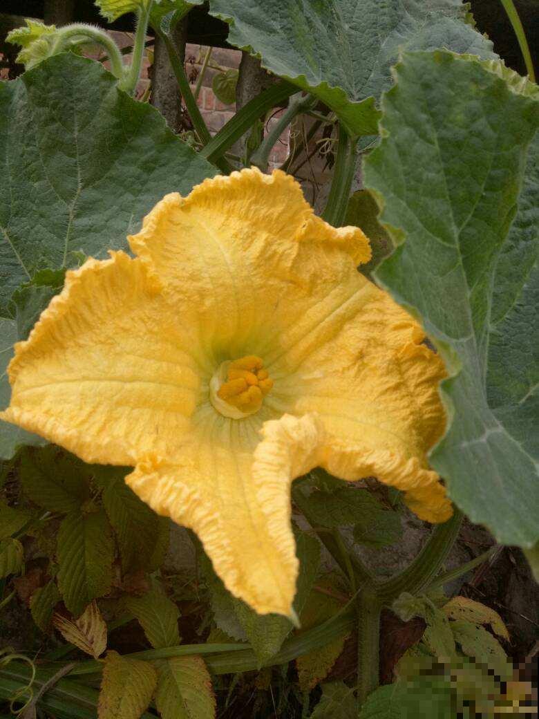 农村常见的花,摘下来还能做菜吃,味道比鸡肉还鲜美 农村常见的花,摘下来还能做菜吃,味道比鸡肉还鲜美