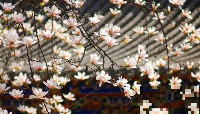 中国8大古树，历经千年不倒，最老一棵4000岁！