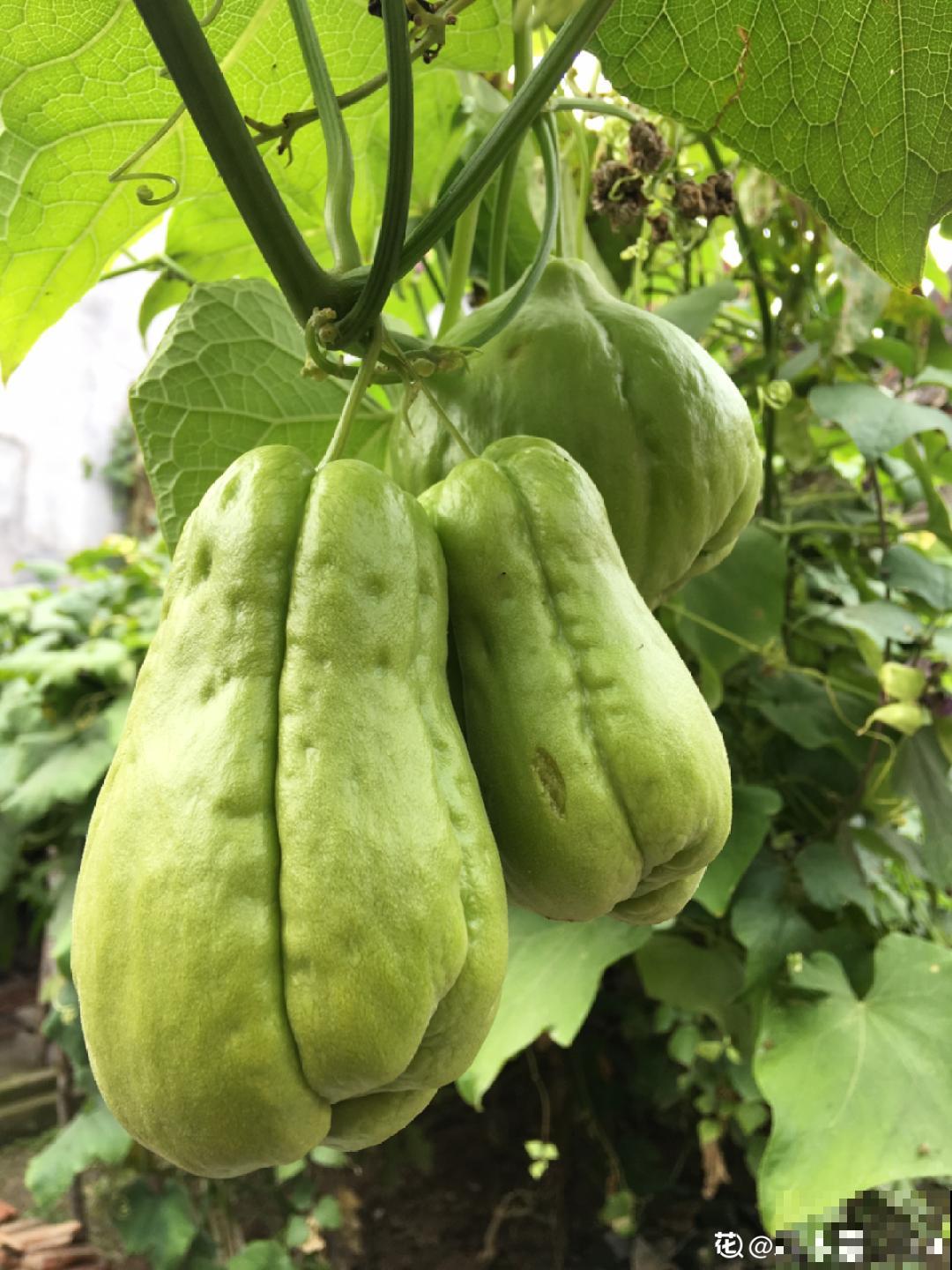 佛手瓜寓意好,家里养一棵,果子挂满枝头 佛手瓜寓意好,家里养一棵,果子挂满枝头