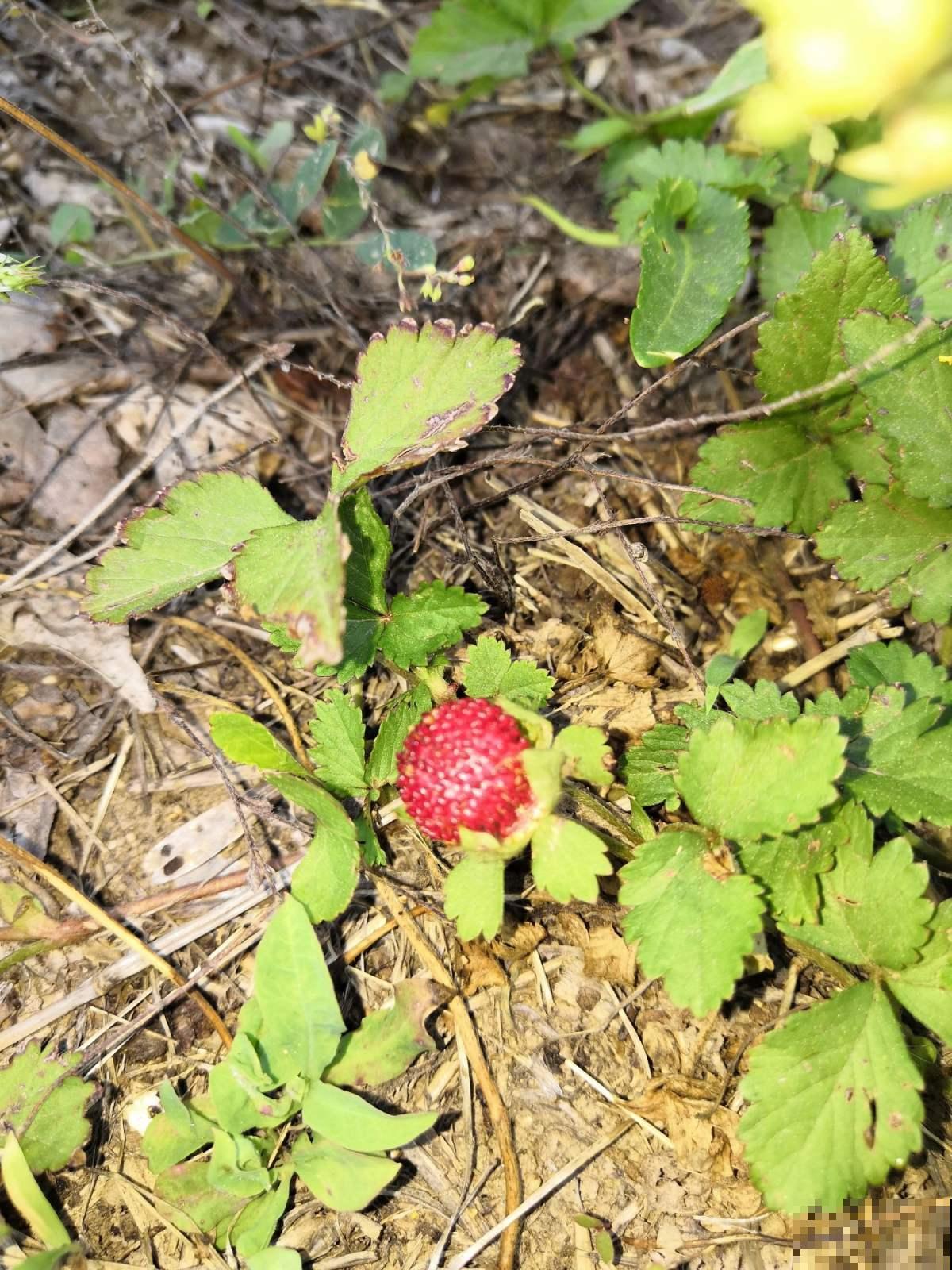 喜欢吃蛇莓的，这季节赶紧去野外摘，去晚就没了！