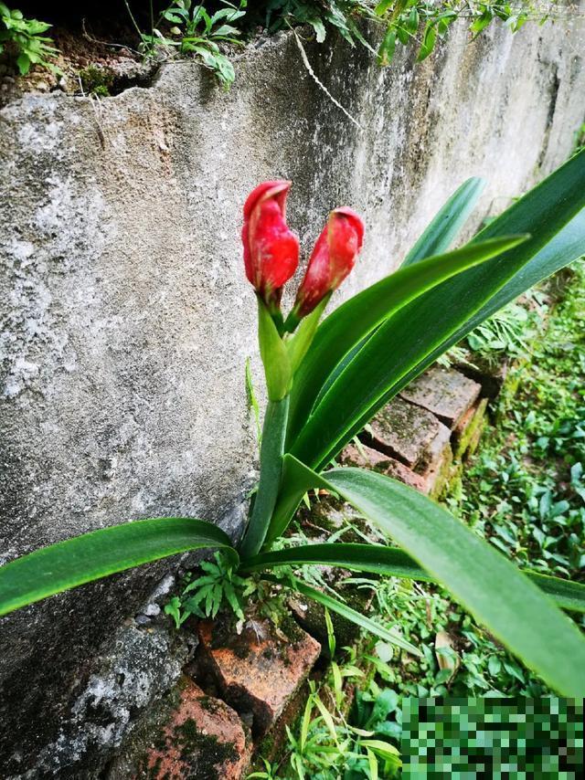 真正的花坚强,墙缝、地缝都能长,开花特别旺! 真正的花坚强,墙缝、地缝都能长,开花特别旺!