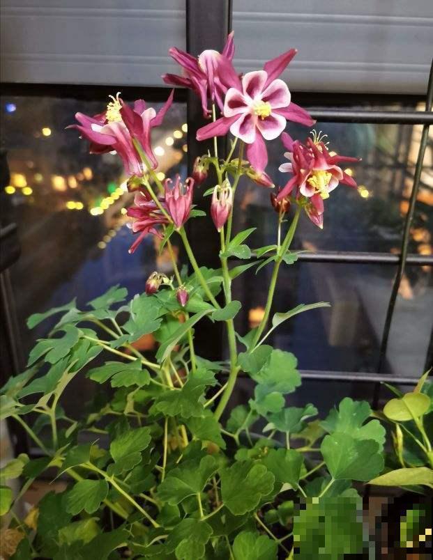 耧斗菜究竟是菜还是花?开花独特迷人眼,现在正是花期! 耧斗菜究竟是菜还是花?开花独特迷人眼,现在正是花期!