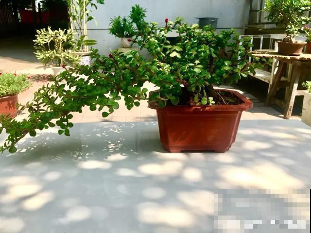 花出现黄叶打蔫，千万别扔，还能救回来！