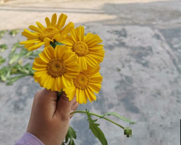 还买什么玛格丽特,种一把茼蒿菜,开花一模一样! 还买什么玛格丽特,种一把茼蒿菜,开花一模一样!