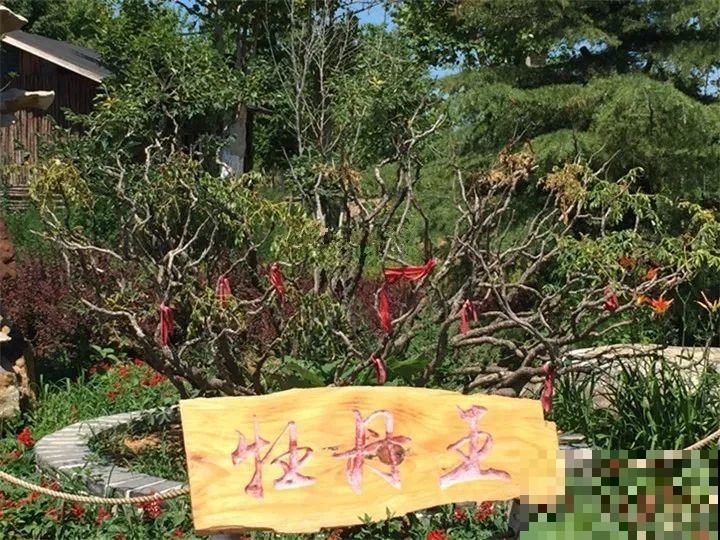 20种花,夏天要休眠,一浇水就死! 20种花,夏天要休眠,一浇水就死!