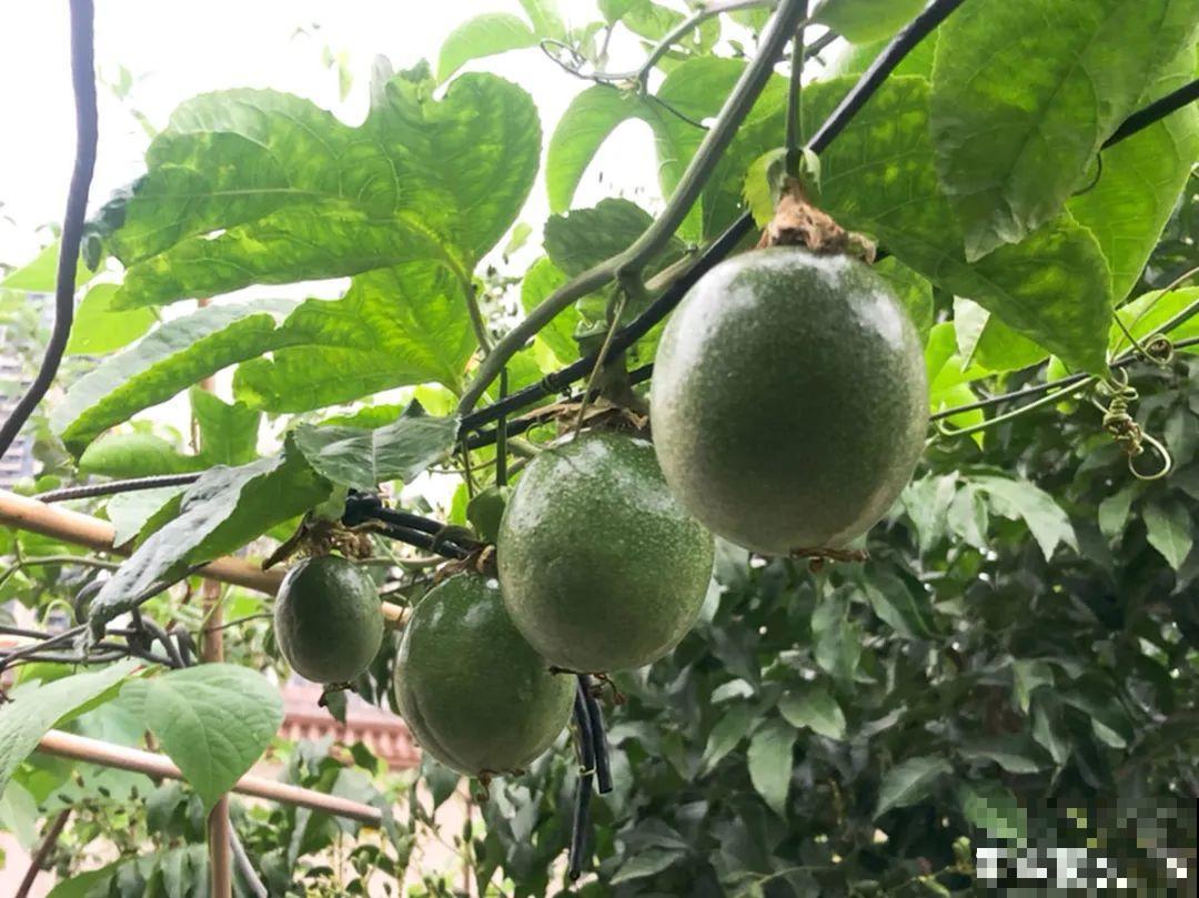 家里养棵桑葚，夏天结果满树都是，咬一口甘甜美味！
