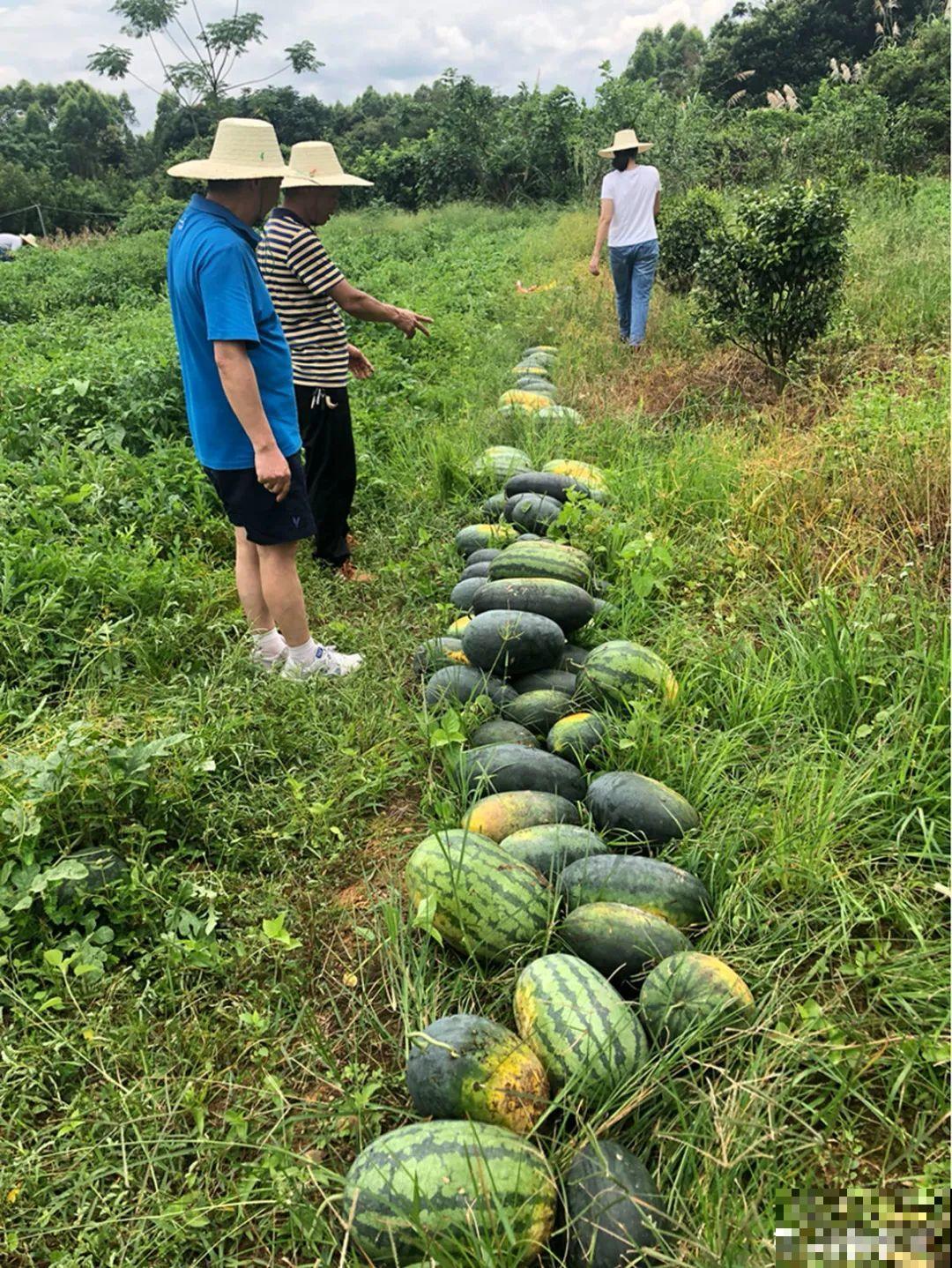家里养棵桑葚，夏天结果满树都是，咬一口甘甜美味！
