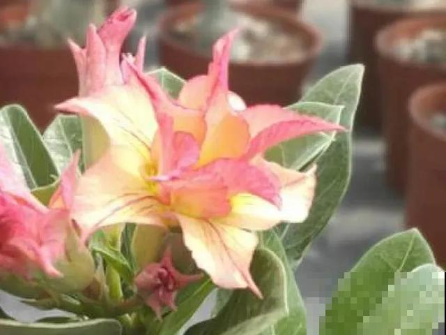 沙漠玫瑰特耐旱，大热天不浇水，也能呼呼开爆盆