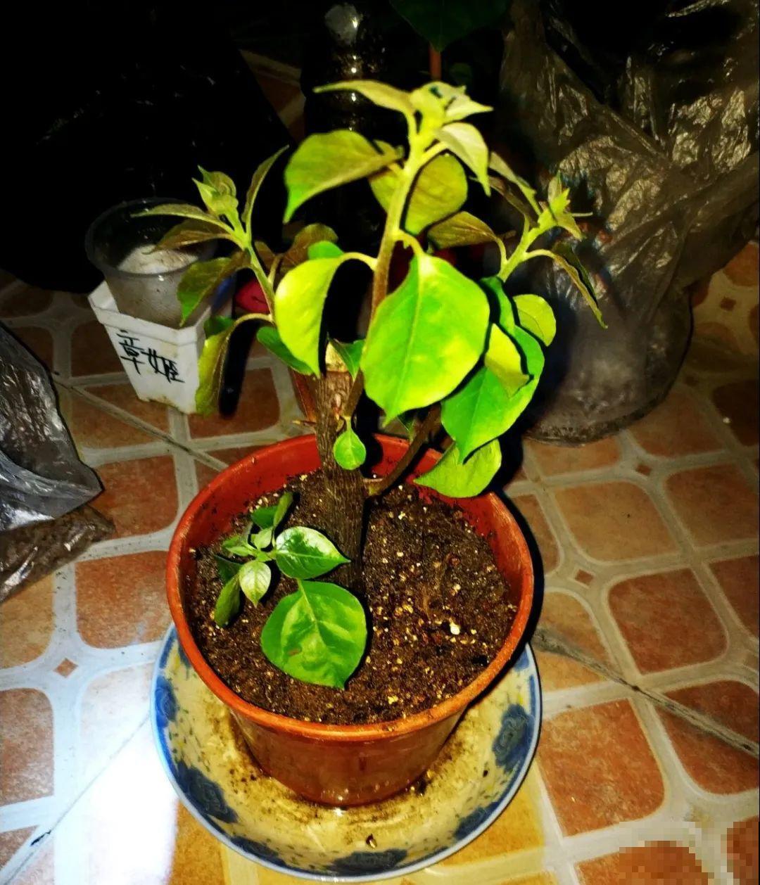 3种花，下雨天扦插，生根快、不黑杆！