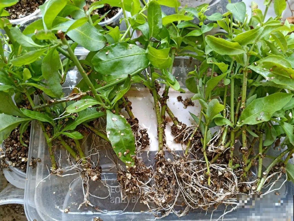 10种花，趁着天热赶紧扦插，成活率特别高