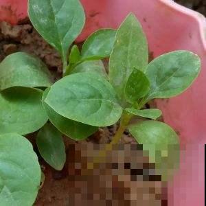 花盆里种点木耳菜,吃起来比木耳还爽口,而且营养很丰富! 花盆里种点木耳菜,吃起来比木耳还爽口,而且营养很丰富!