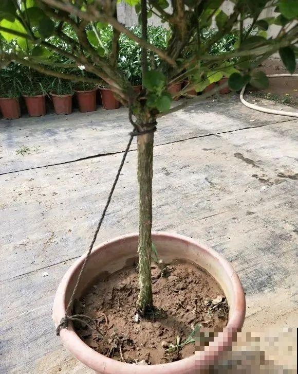 茉莉花后赶紧剪,剪完就开花,一直剪一直开! 茉莉花后赶紧剪,剪完就开花,一直剪一直开!