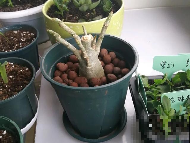 夏天潮湿闷热，一不小心花就烂根，看准时机砍掉，照样长出新叶子