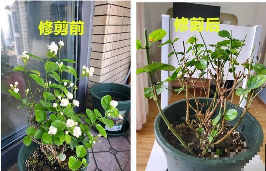 叶子唰啦全剪了，竟然冒出满盆花苞，神奇！