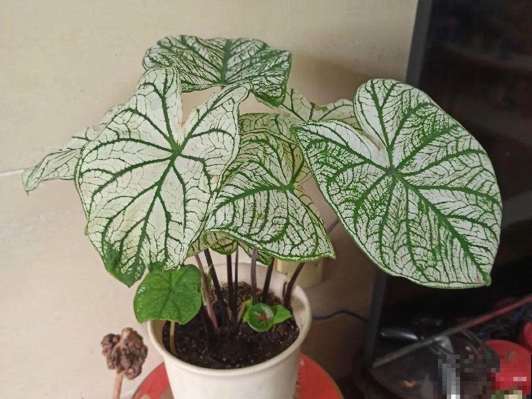 特干净的10种花,天热养一盆,家里特凉快! 特干净的10种花,天热养一盆,家里特凉快!