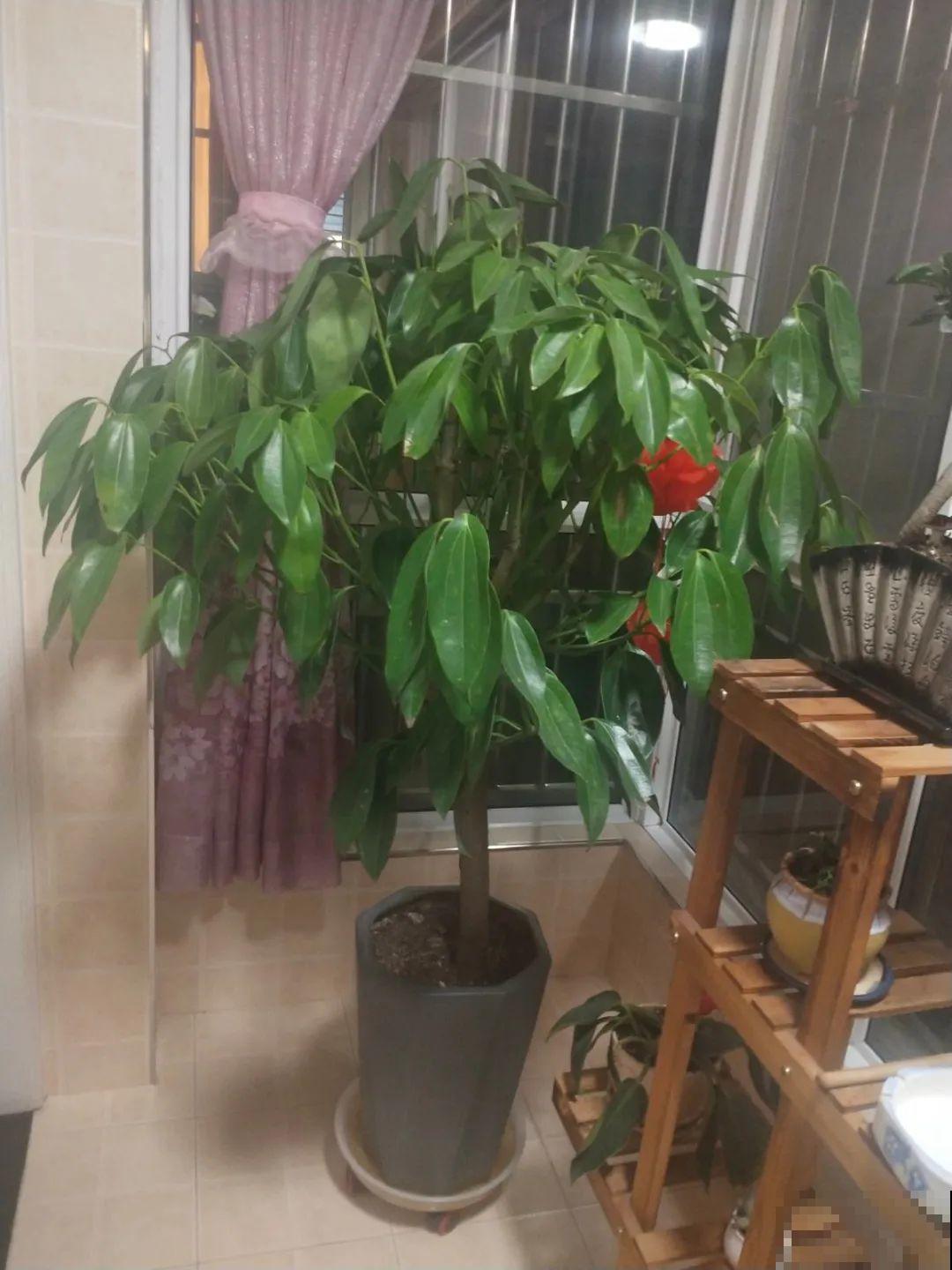 18种难养的花，把握一个点，就能起死回生！