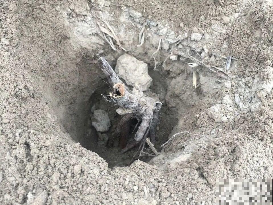 老外培育的芍药花，花苞比鸡蛋大，一朵能开一个月！