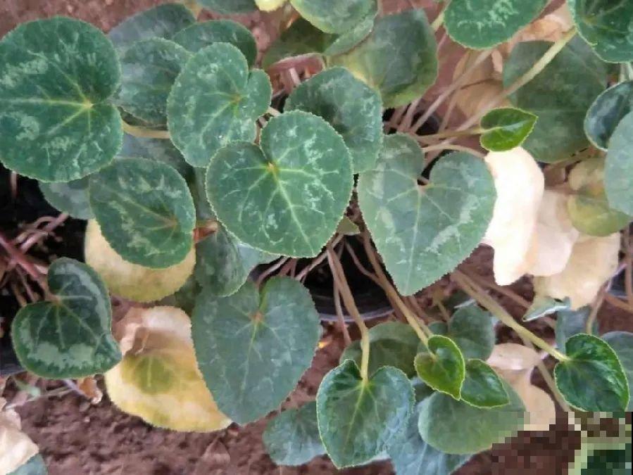 20种花,夏天要休眠,一浇水就死! 20种花,夏天要休眠,一浇水就死!