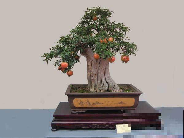 极品水果盆景,黄澄澄的果子挂满枝,太诱人了! 极品水果盆景,黄澄澄的果子挂满枝,太诱人了!