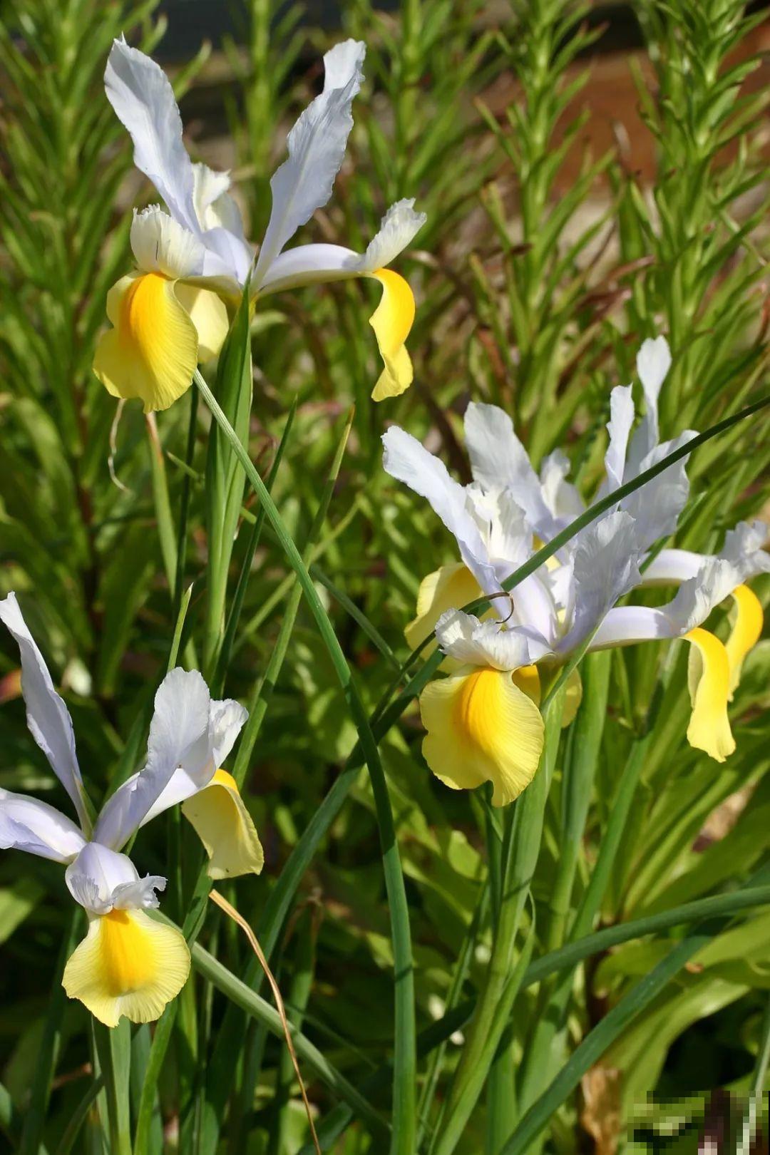 3块钱一颗的花，丢土里开花一大片，大冬天也能养！