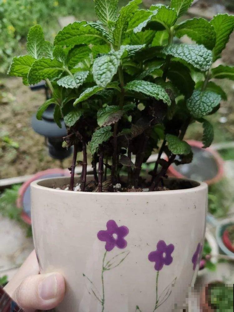 绣球马上剪，下个月就晚了，错过明年不开花