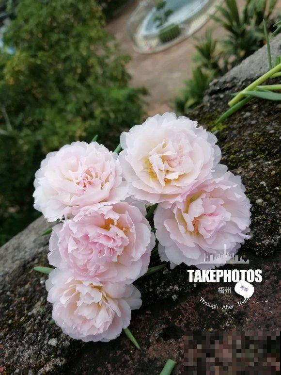 死不了的太阳花，夏天能把盆撑破，20多个品种你都没见过！