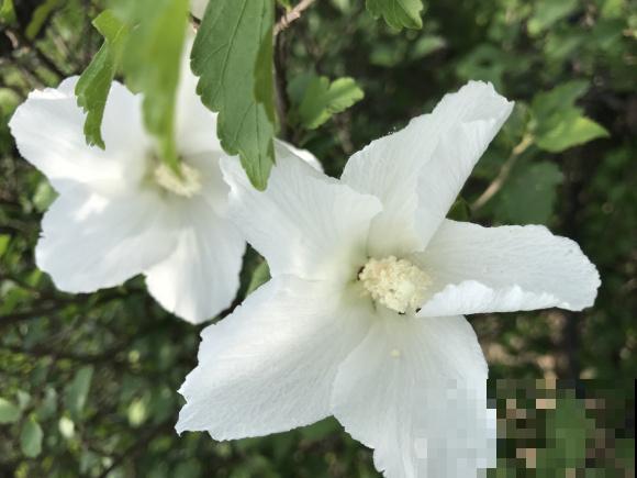 路边的木槿花开了,老人摘了一大筐,上锅蒸比肉还香! 路边的木槿花开了,老人摘了一大筐,上锅蒸比肉还香!